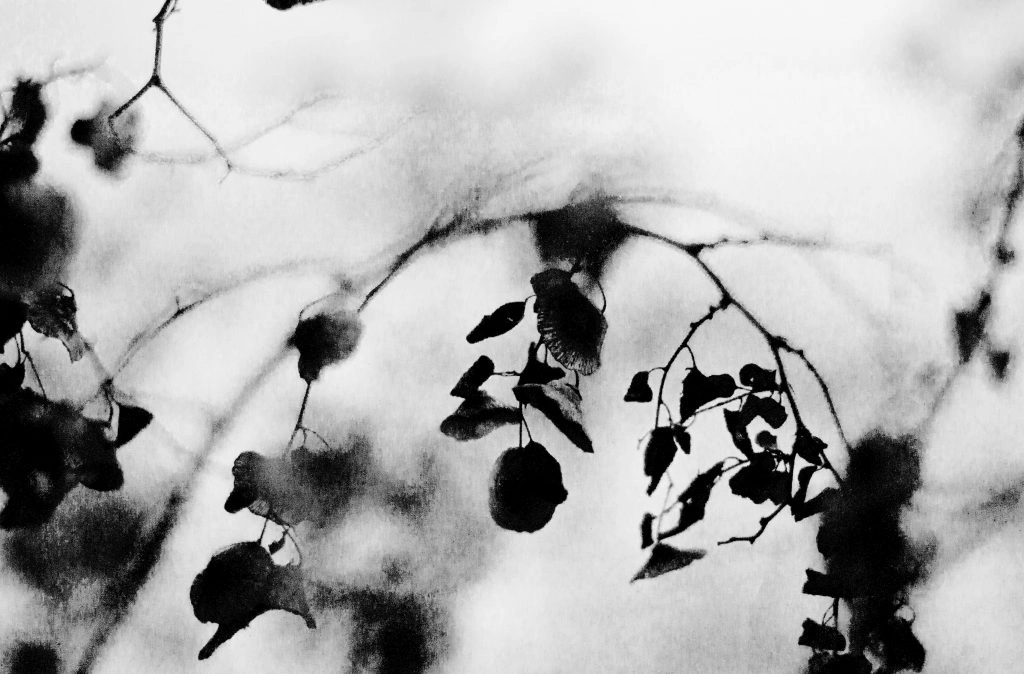 Memories of winter