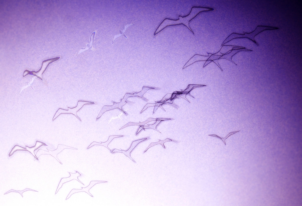 Where Birds Have Been